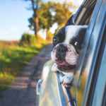 white and black short coat puppy on black window car