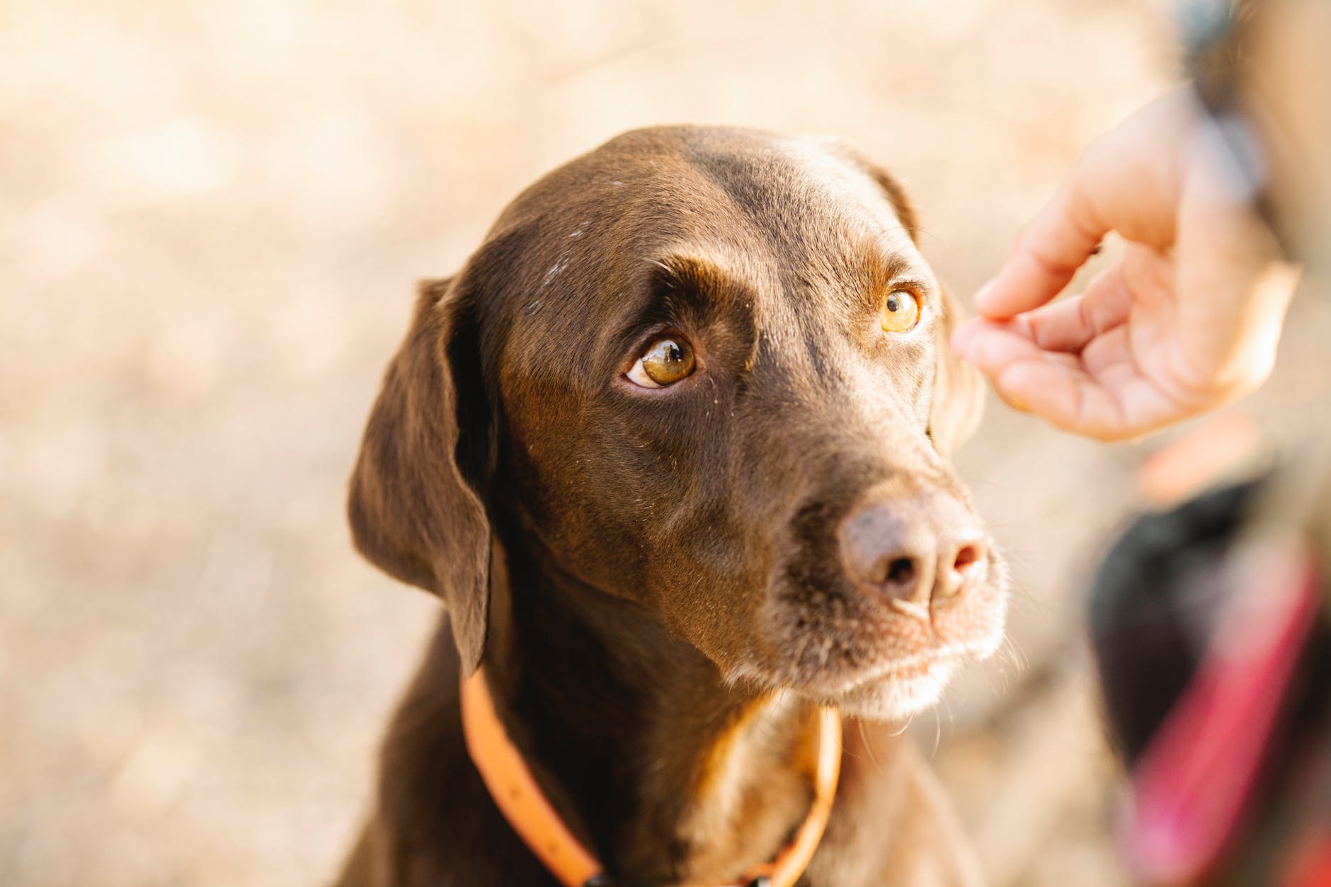 crop owner taming labrador retriever in sunlight outdoors