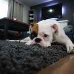 white and tan english bulldog lying on black rug