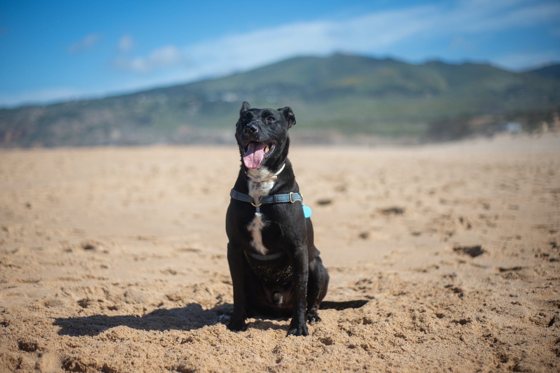 a black dog sitting on the sand