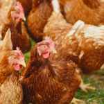 flock of hens on green field