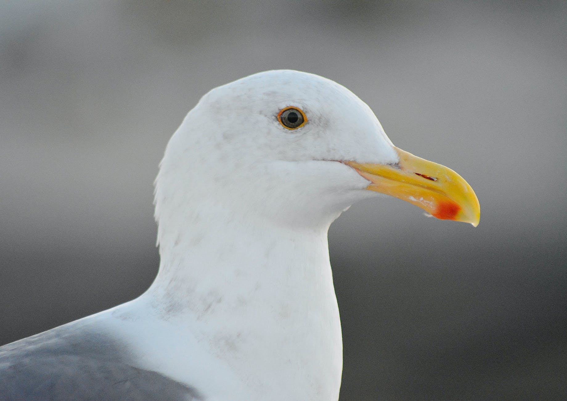 herring gull in close up photography