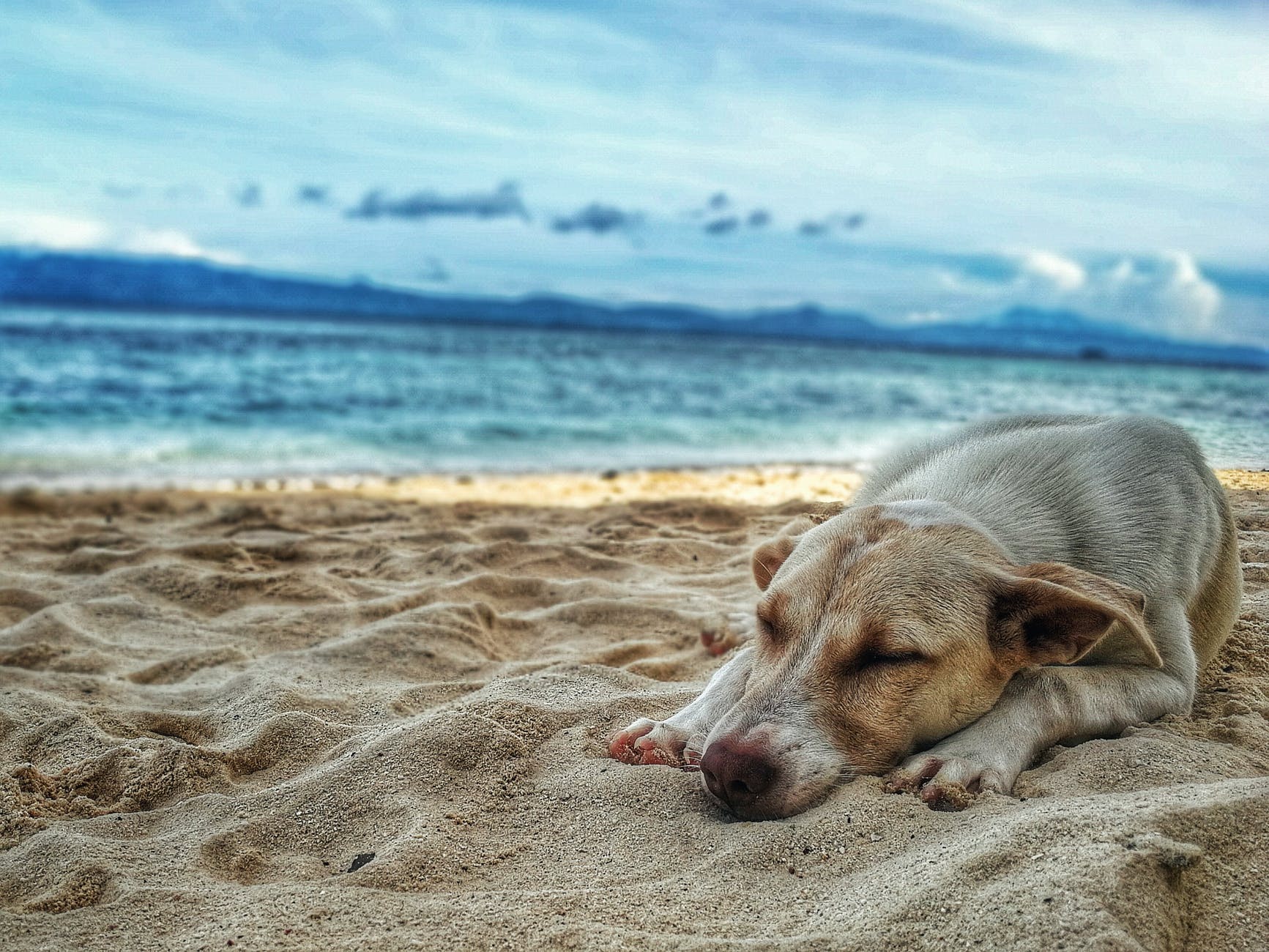 dark yellow labrador retriever lying on the sea shore