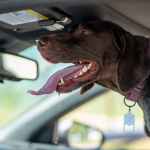 short coated dog inside a car