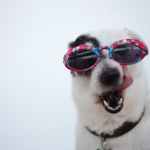 close up photo of dog wearing sunglasses