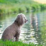 a dog sitting on the green grass near the lake