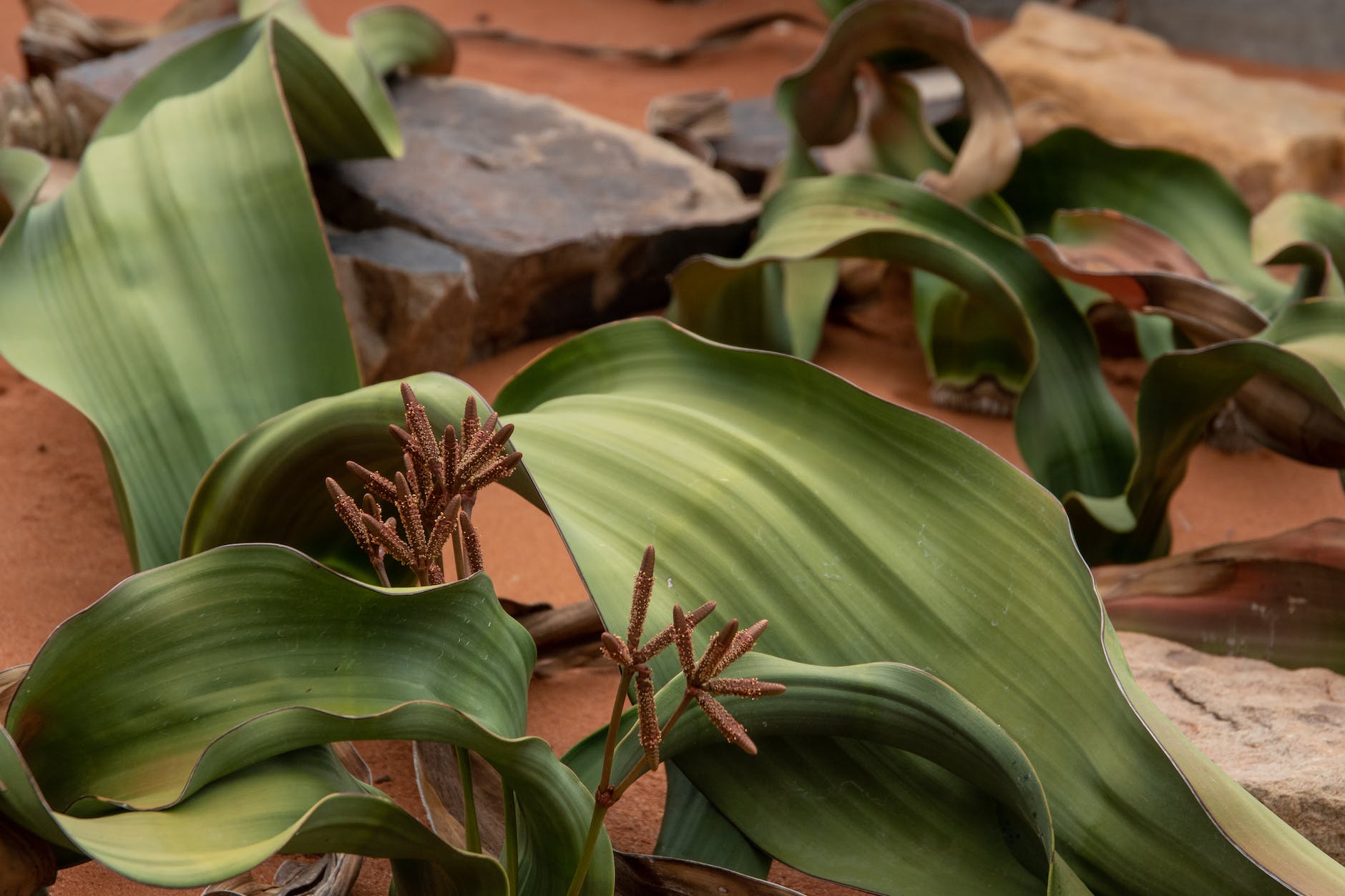 green plant on brown soil