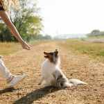 crop woman taming collie on pathway in countryside