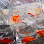 plastic bags containing goldfish