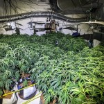 Queen Street Cannabis Farm in Neath