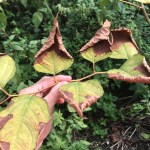 Japanese Knotweed