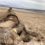 Logs on Swansea beach aim to stop shifting sands