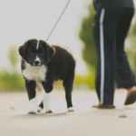 person in track pants walking a black and white border collie outdoors