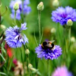 Bee friendly gardens