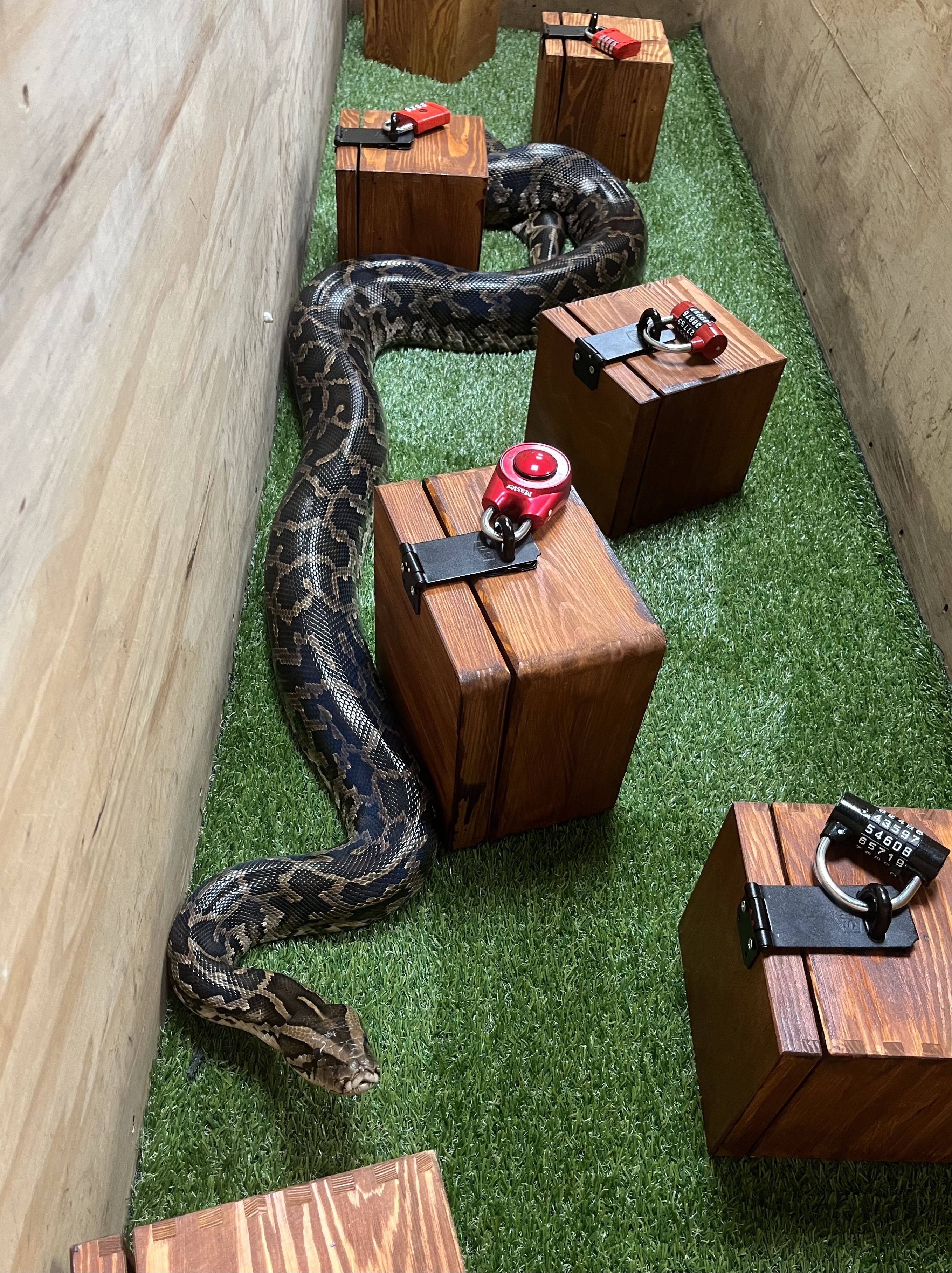 Plantasia's World's Most dangerous Escape Room.