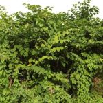 Japanese Knotweed