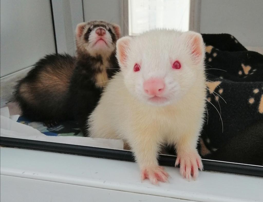 Rufus the Ferret (Image: RSPCA)