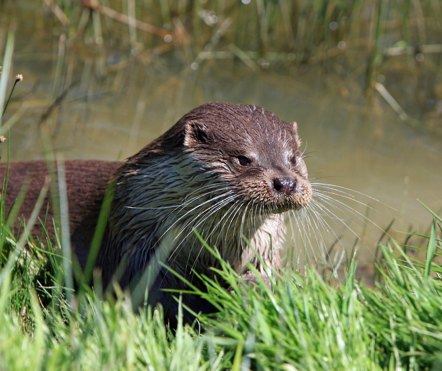 brown otter near green grass