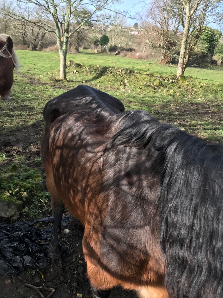12-year-old bay gelding horse called Ben, who was found in a field in an emaciated condition with severe rain scald on his back