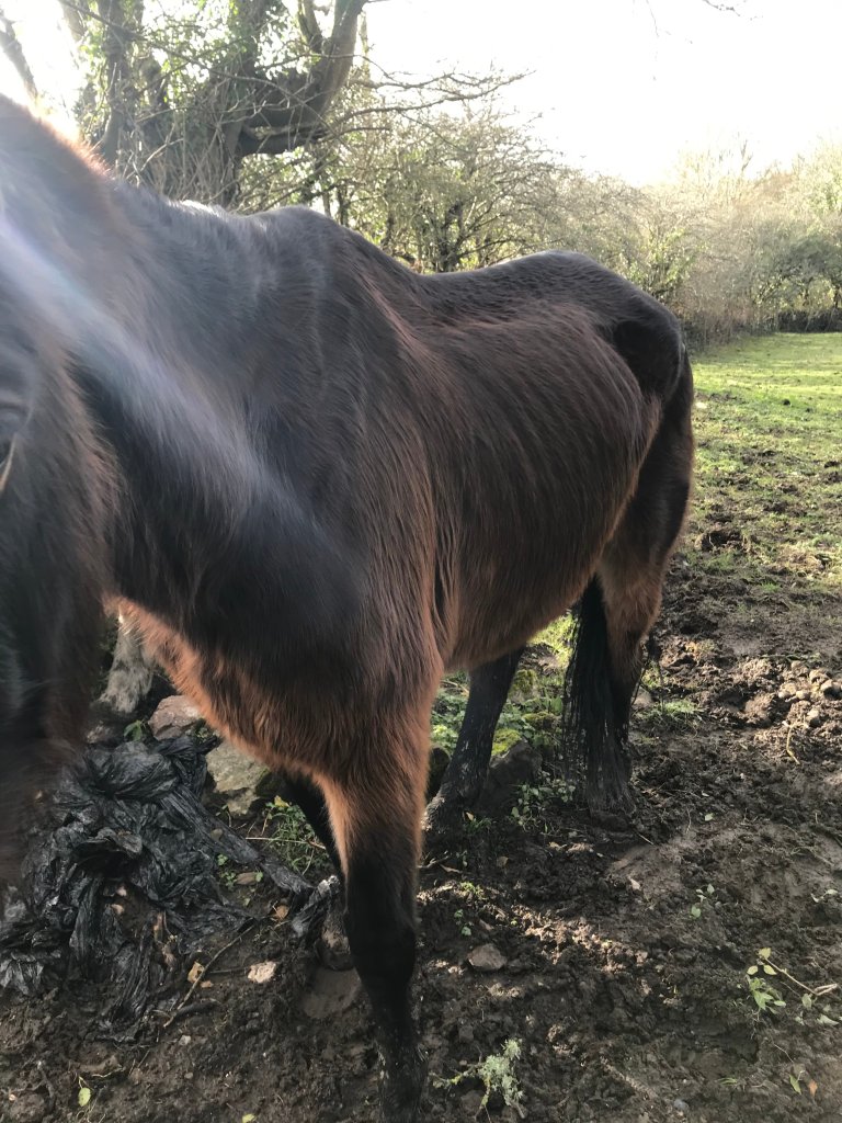 12-year-old bay gelding horse called Ben, who was found in a field in an emaciated condition with severe rain scald on his back