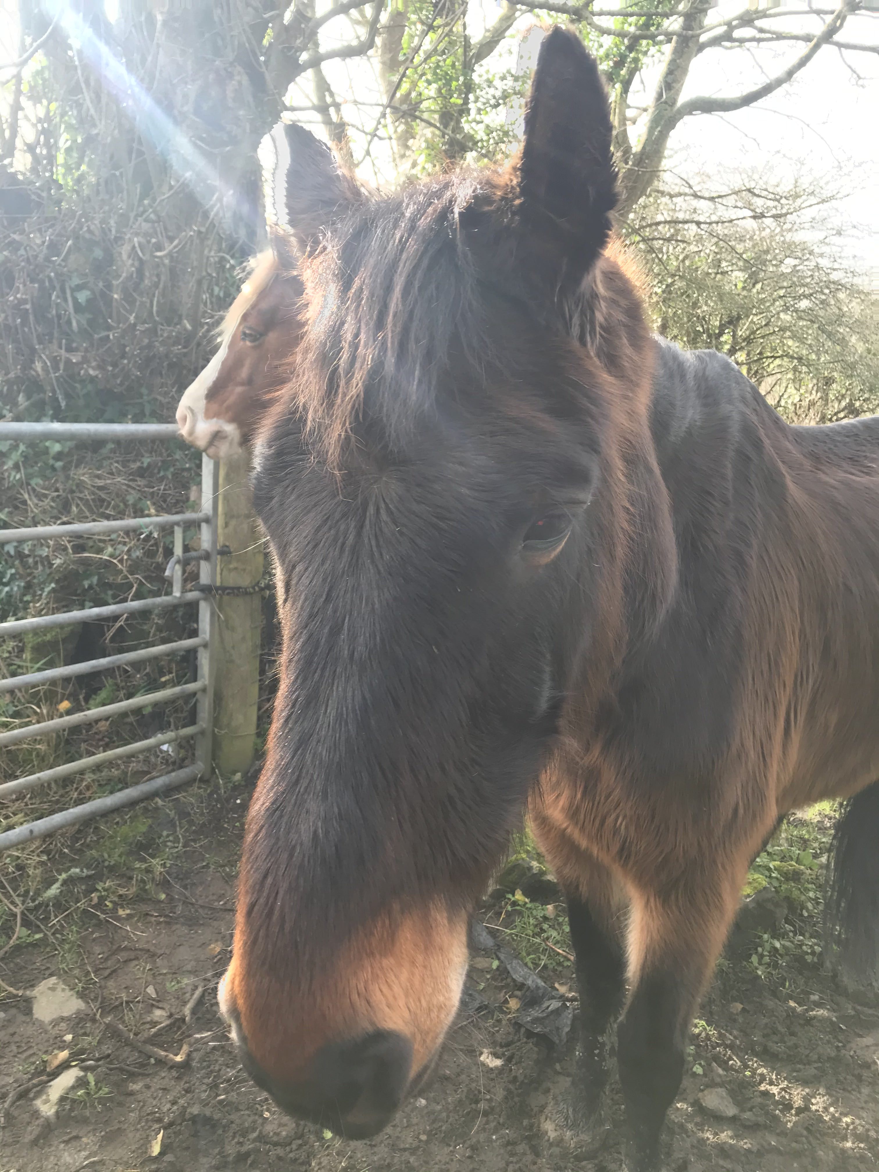 12-year-old bay gelding horse called Ben, who was found in a field in an emaciated condition with severe rain scald on his back