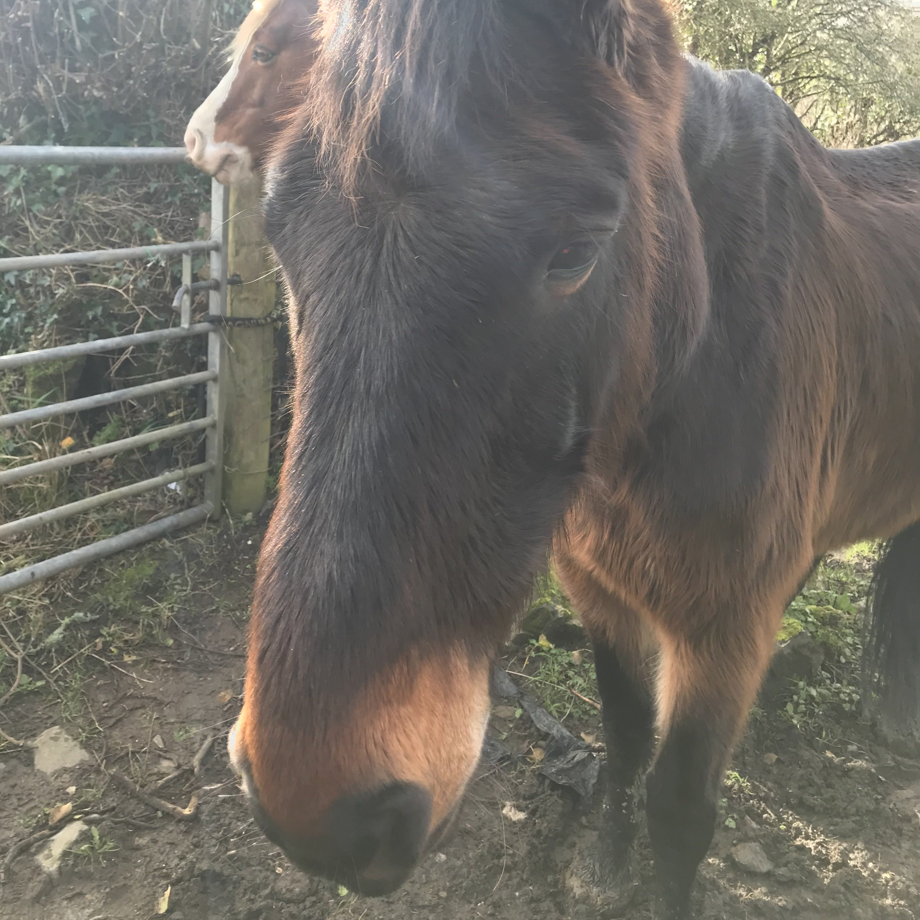 12-year-old bay gelding horse called Ben, who was found in a field in an emaciated condition with severe rain scald on his back