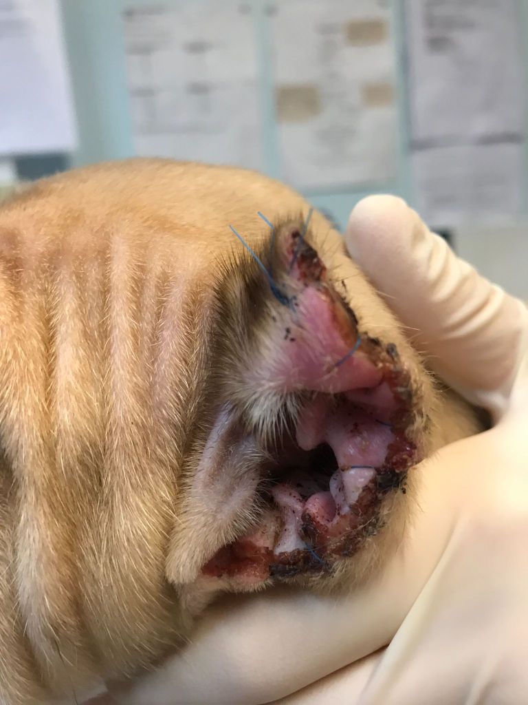 RSPCA call for importing dogs whose ears have been cropped to be banned (Image: RSPCA)