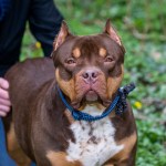 RSPCA call for importing dogs whose ears have been cropped to be banned (Image: RSPCA)