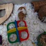 Dewi the rescued hamster now has a new home (Image: RSPCA)