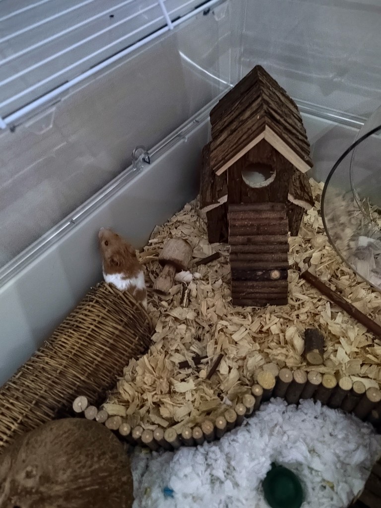 Dewi the hamster's new home (Image: RSPCA)