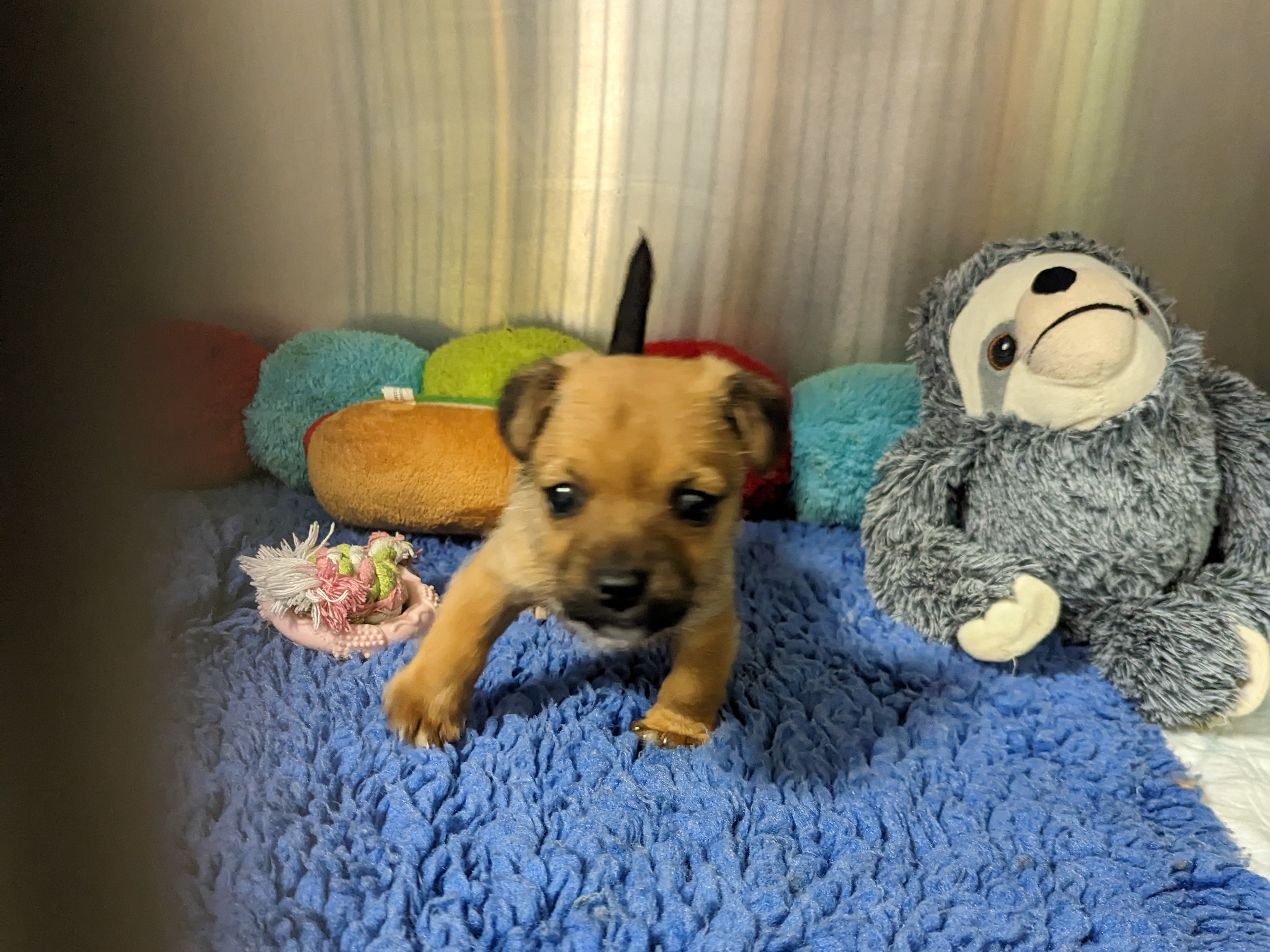Five-week-old terrier puppies abandoned in carrier bag near Cross Hands