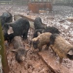 seized livestock and dogs from land at the Ridgeway, Lamphey