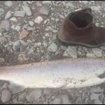 A photo taken by Purvey of the salmon he caught illegally, including his shoe to demonstrate the size of the fish.