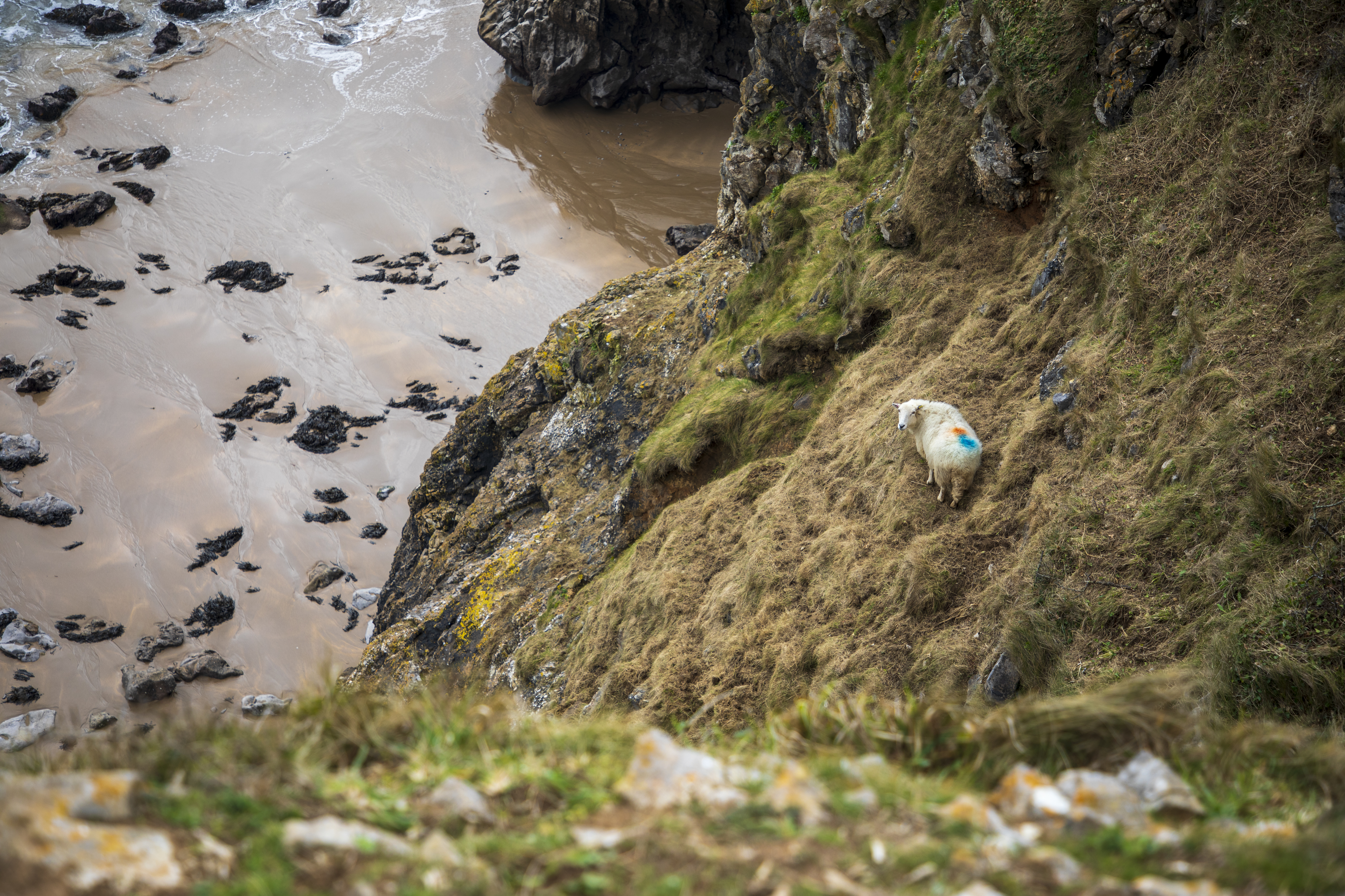 The sheep stranded half-way down the cliff face