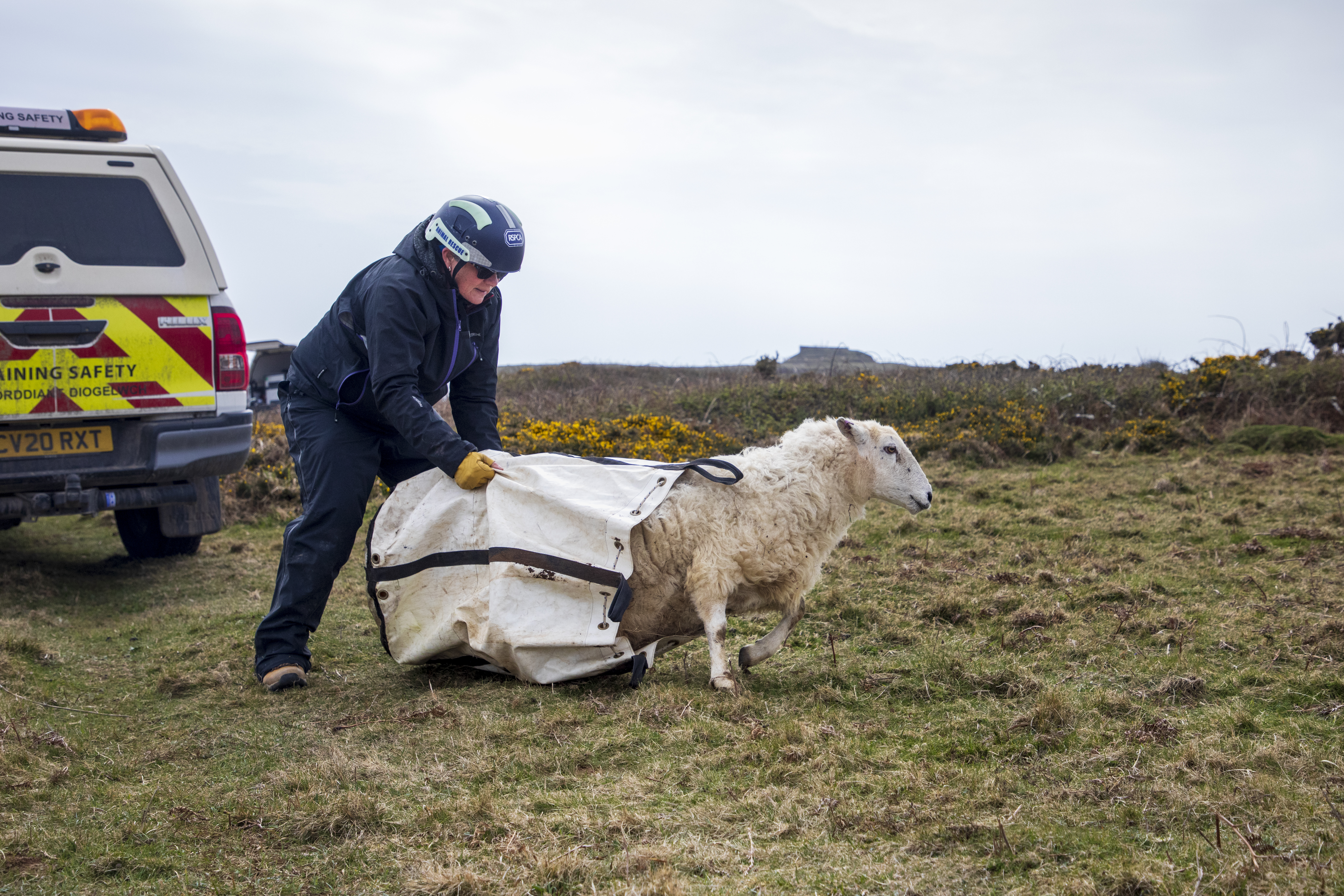The sheep safely released at the top of the cliff