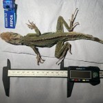 A Carmarthenshire woman has been disqualified from keeping all mammals and reptiles for 10 years after causing unnecessary suffering to four reptiles she had been caring for.
