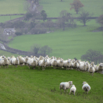 Gwaredu Scab is a new project to combat sheep scab in Wales.
