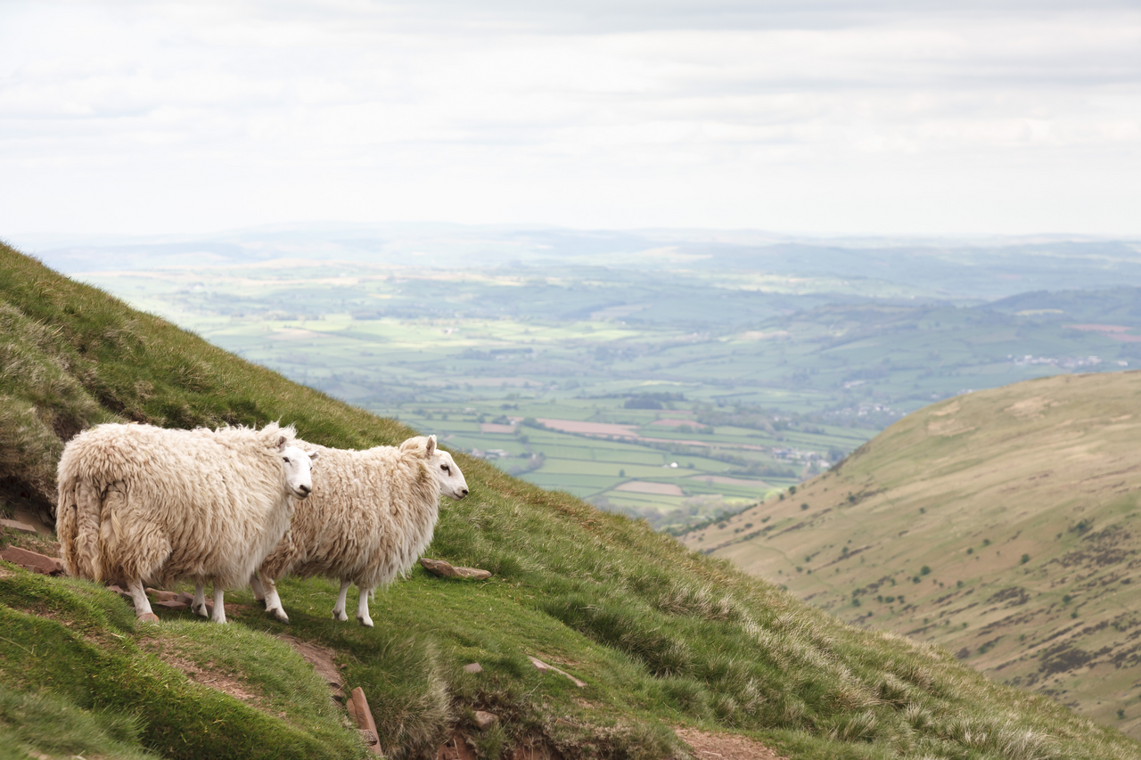 Funded by Welsh Government and led by Coleg Sir Gâr, Gwaredu Scab is the first nationwide test and treat project of its kind.