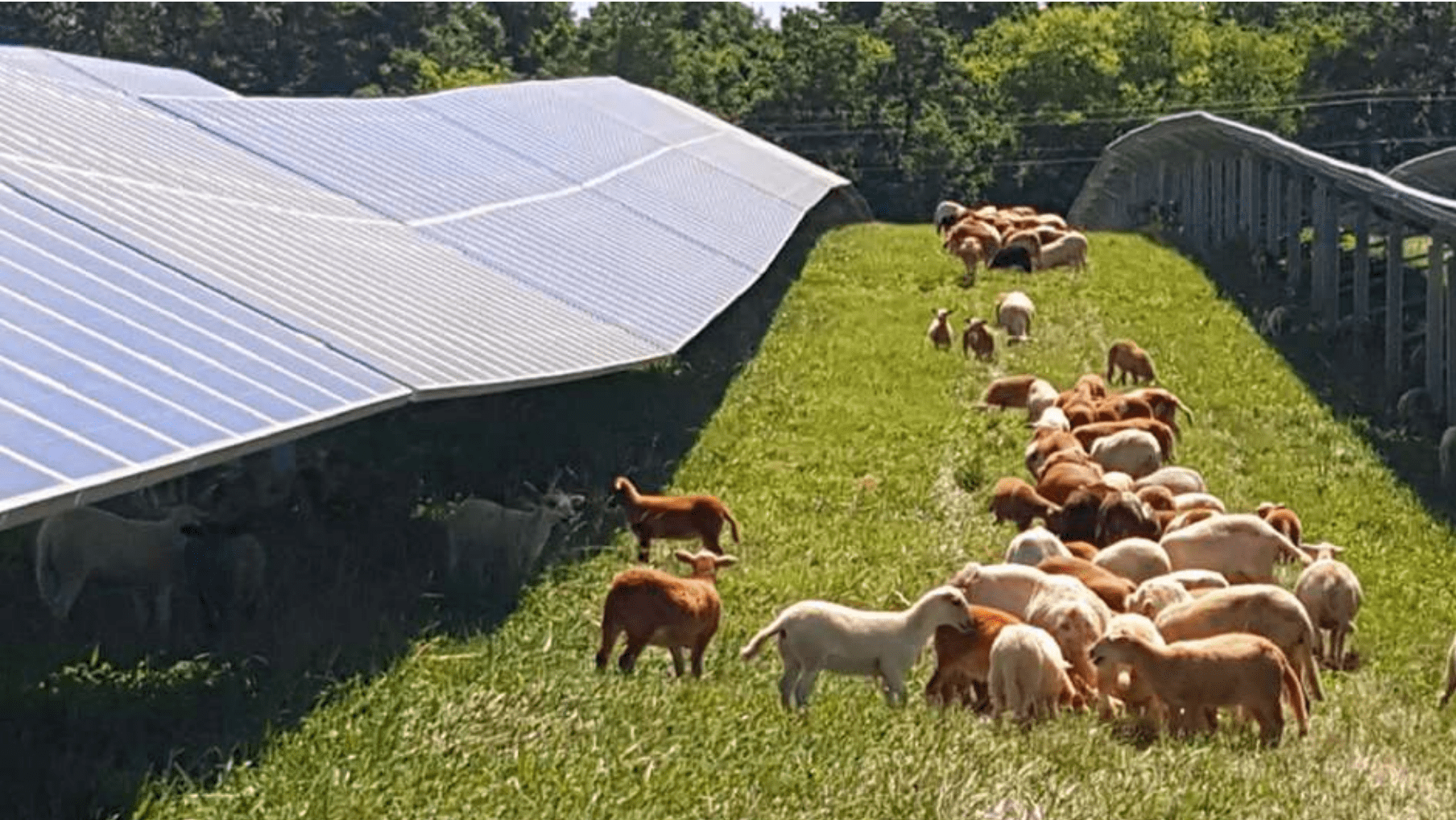 Sheep grazing around solar panels
