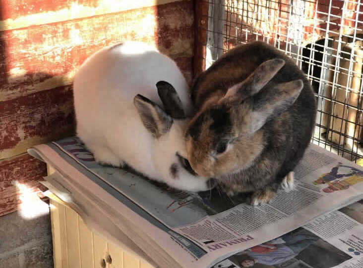 C-P30 and R2-D2 are looking for a home not far far away - but together.