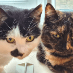 RSPCA rescue cats, Luke and Leia.