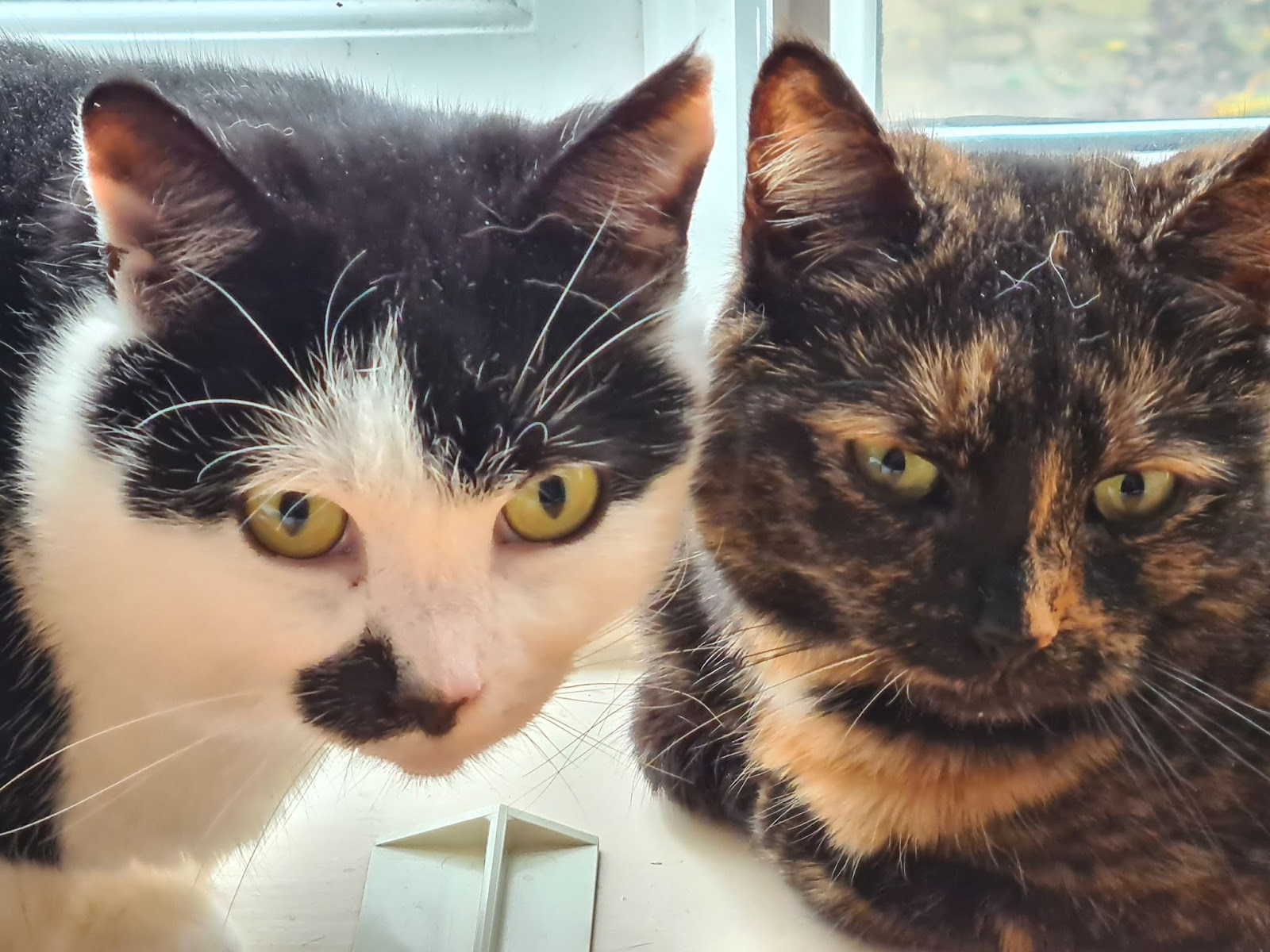 RSPCA rescue cats, Luke and Leia.