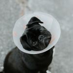 Dog wearing a "cone of shame"