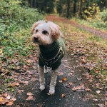 cute little dog in a sweater on a walk in the forest in autumn