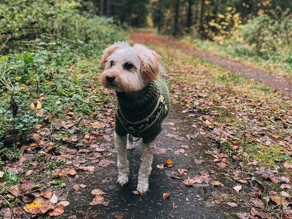 cute little dog in a sweater on a walk in the forest in autumn