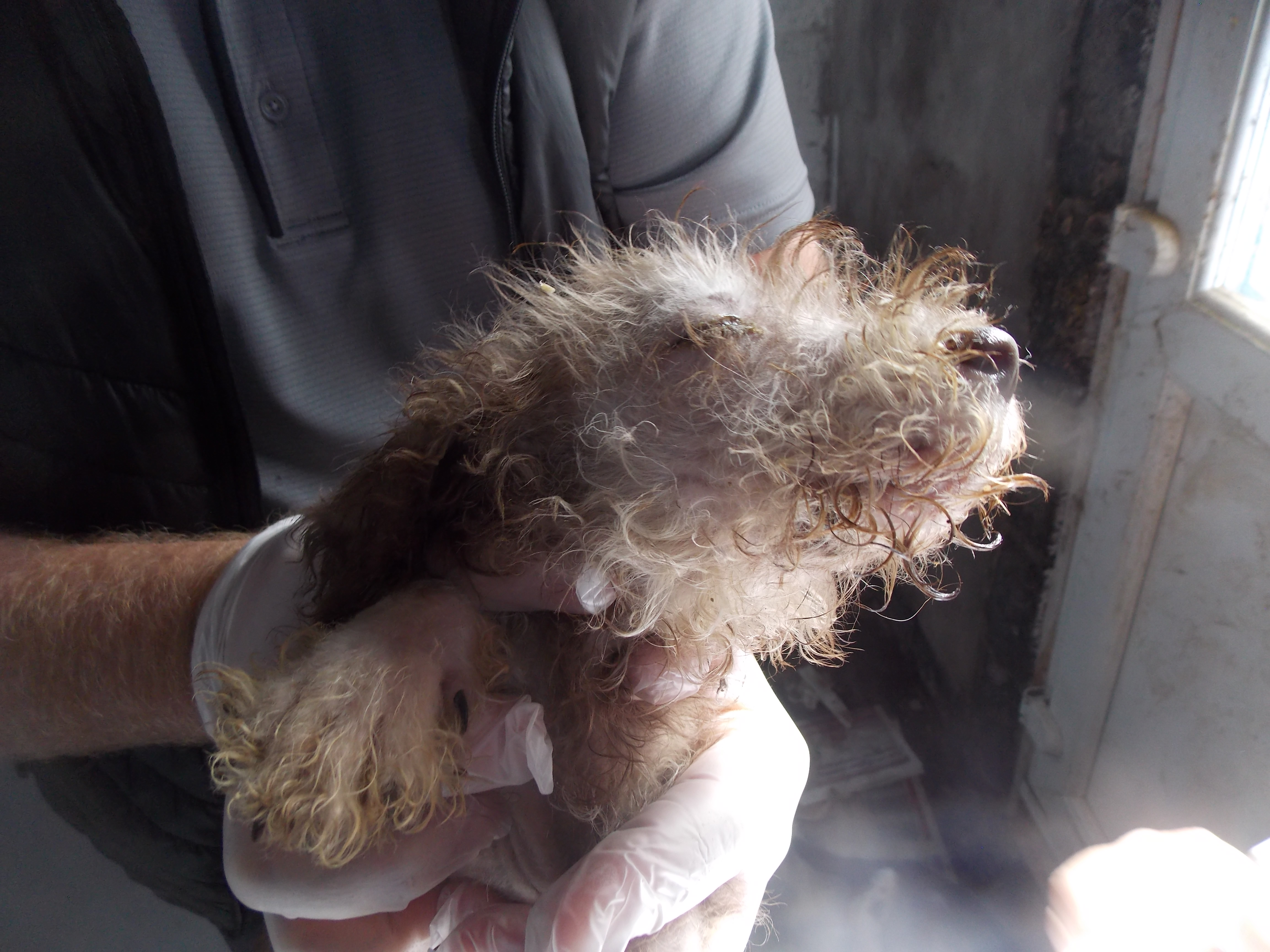 One of the puppies neglected by Geraint Woolcock (Image: RSPCA)
