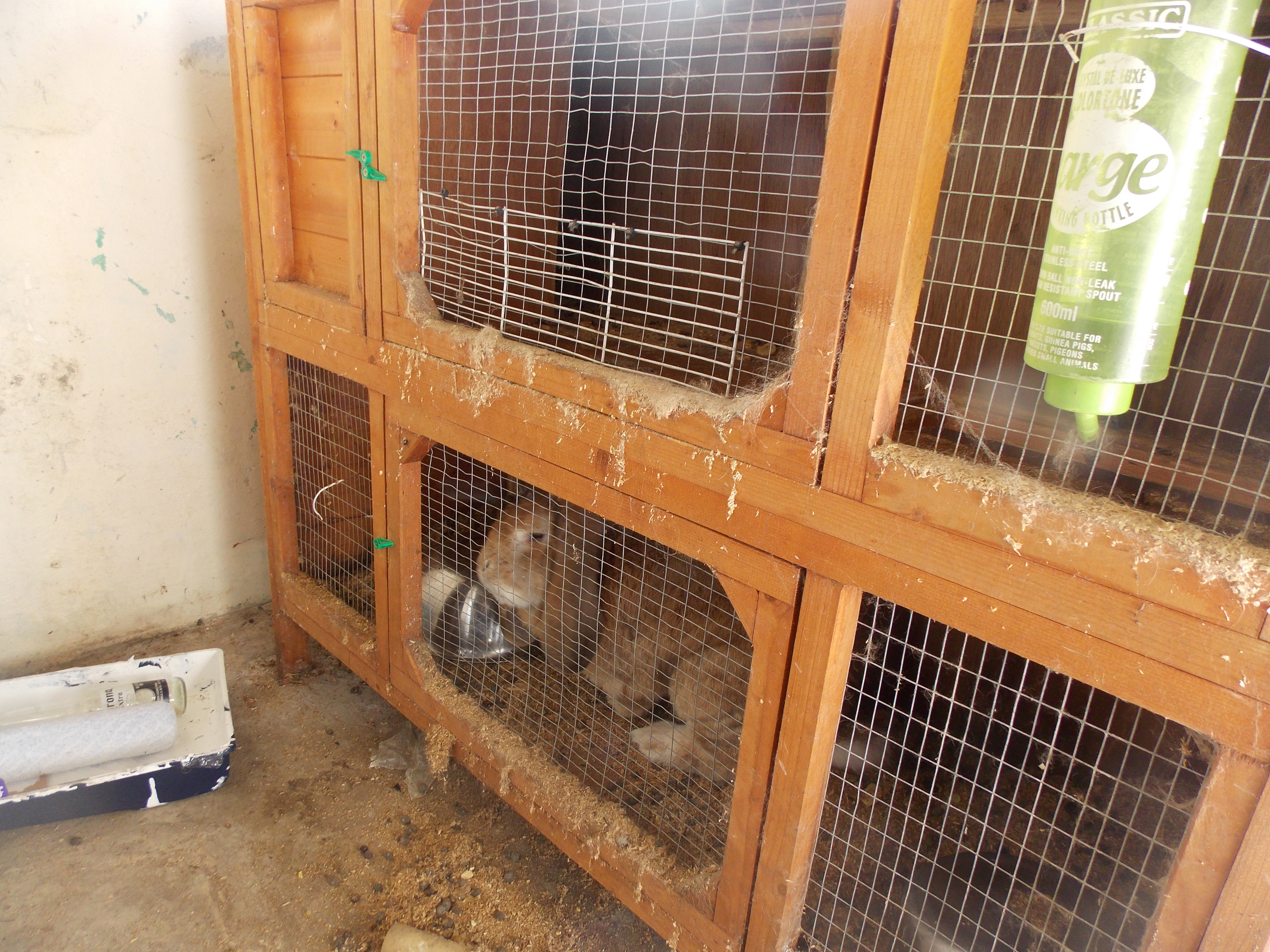 The giant rabbit who the RSPCA said was in a hutch too small with no bedding and a small amount of water. (Image: RSPCA)