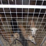 A Gwaun Cae Gurwen man has been banned from keeping all animals for three years after causing unnecessary suffering to five dogs and for keeping dogs in a poor environment.