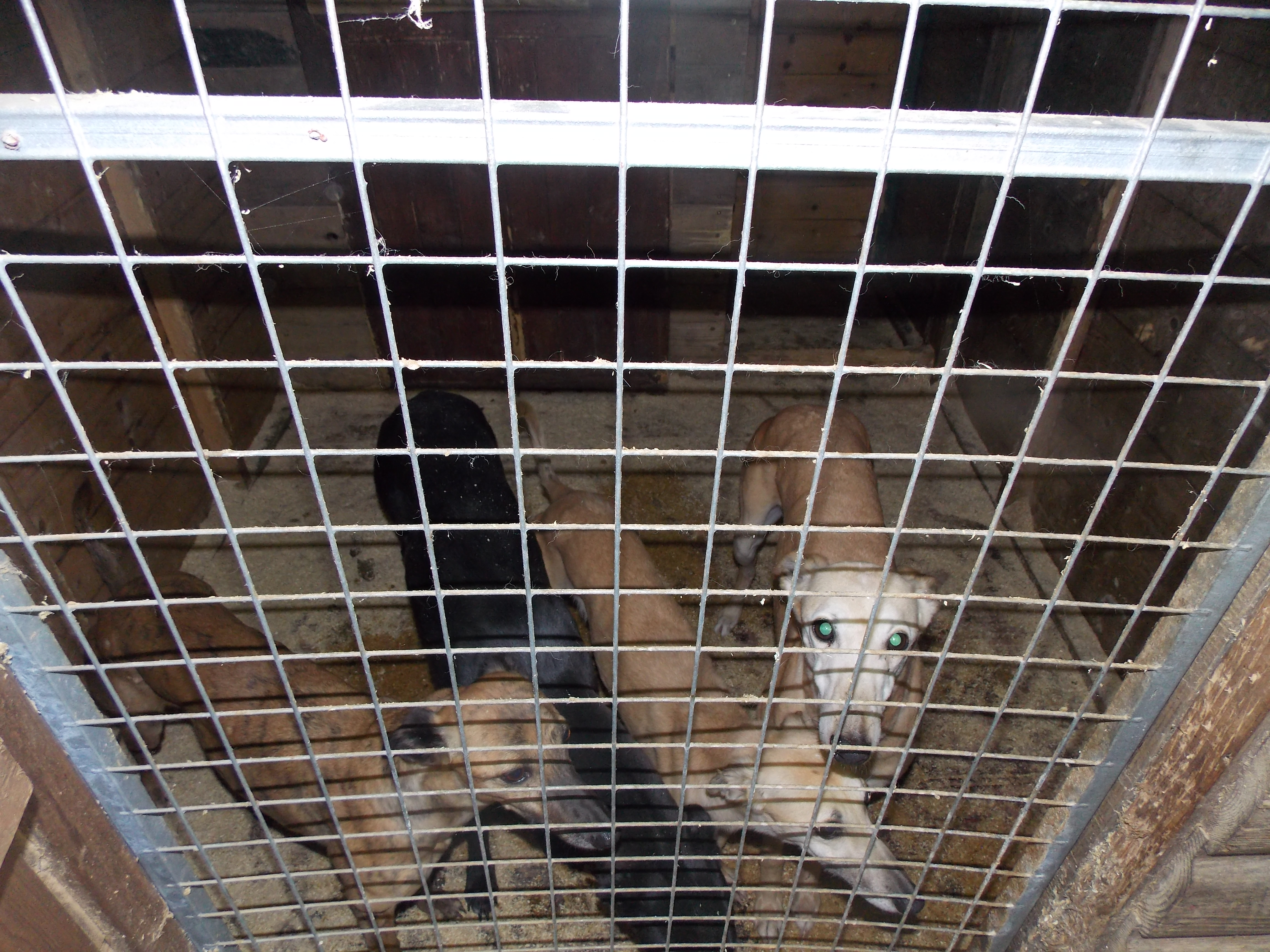 A Gwaun Cae Gurwen man has been banned from keeping all animals for three years after causing unnecessary suffering to five dogs and for keeping dogs in a poor environment.