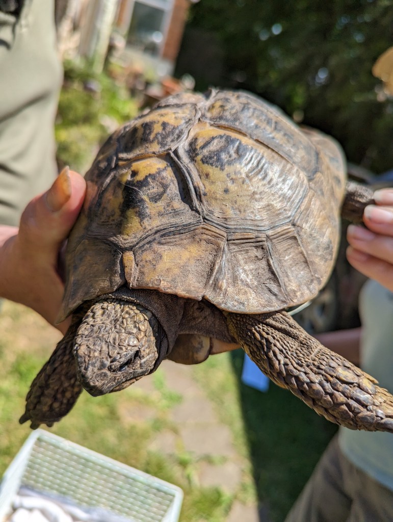 Neyland Tortoise